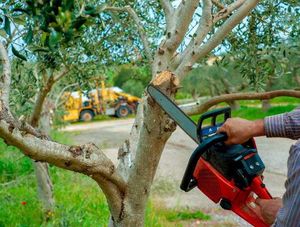 Best Large Tree Removal  in USA